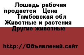 Лошадь рабочая продается › Цена ­ 80 000 - Тамбовская обл. Животные и растения » Другие животные   